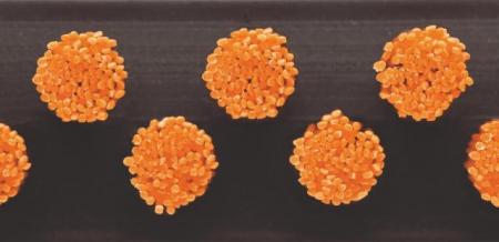 Borstelmat oranje - Nonhebel